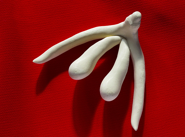 anatomie du clitoris