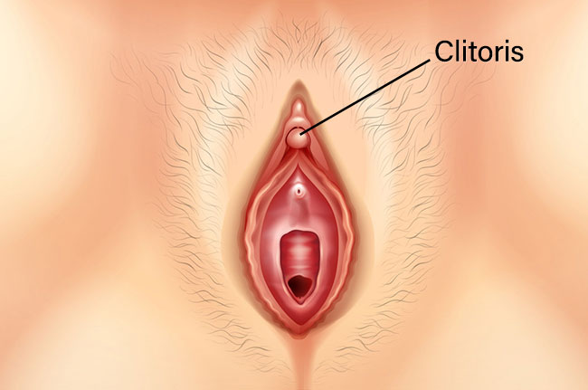 anatomie du clitoris