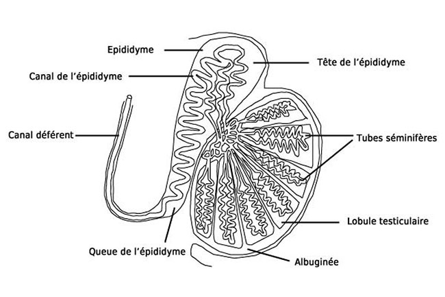 coupe testicule