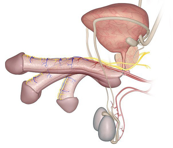 anatomie pénis érection