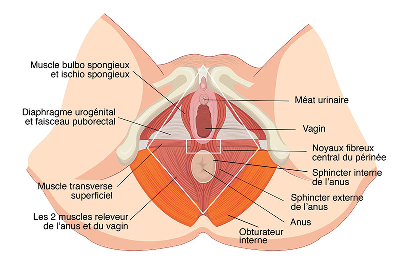 anatomie du périnée