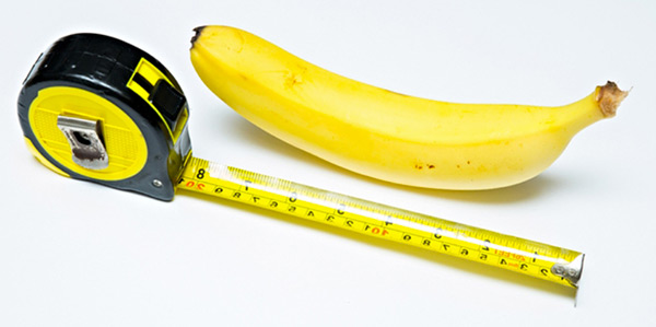 taille du pénis