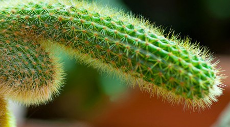 Tout savoir sur le sexe de l'homme : fonctionnement, érection, anatomie
